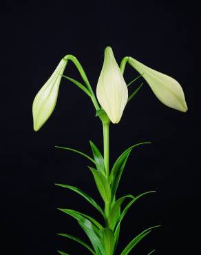 Fotografia 2 da espécie Lilium longiflorum no Jardim Botânico UTAD