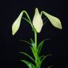 Fotografia 2 da espécie Lilium longiflorum do Jardim Botânico UTAD
