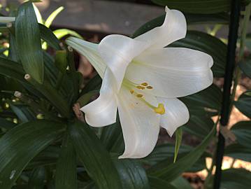 Fotografia da espécie Lilium longiflorum