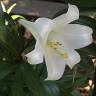 Fotografia 3 da espécie Lilium longiflorum do Jardim Botânico UTAD