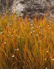 Libertia peregrinans