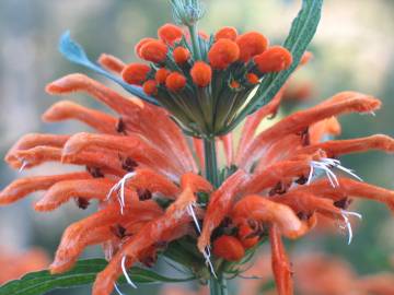 Fotografia da espécie Leonotis leonurus