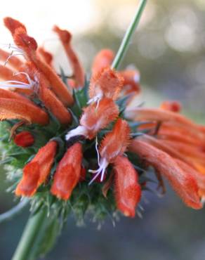 Fotografia 3 da espécie Leonotis leonurus no Jardim Botânico UTAD