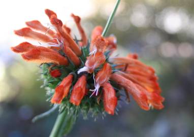 Fotografia da espécie Leonotis leonurus