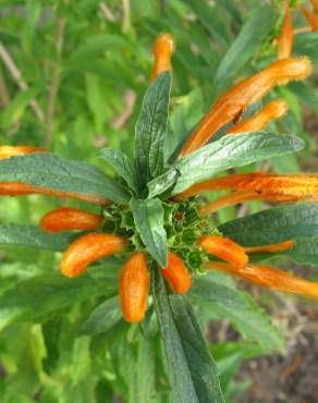 Fotografia 4 da espécie Leonotis leonurus no Jardim Botânico UTAD