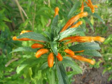 Fotografia da espécie Leonotis leonurus