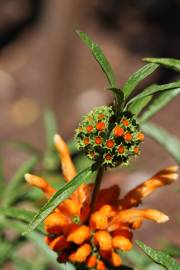 Fotografia da espécie Leonotis leonurus