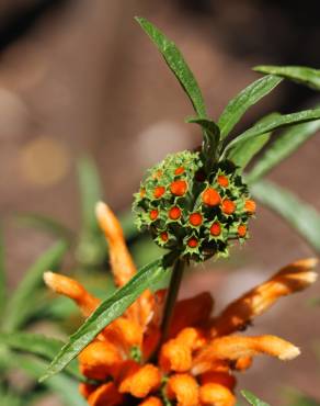 Fotografia 5 da espécie Leonotis leonurus no Jardim Botânico UTAD