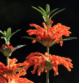 Fotografia da espécie Leonotis leonurus