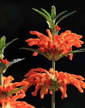 Fotografia 6 da espécie Leonotis leonurus no Jardim Botânico UTAD