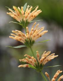 Fotografia da espécie Leonotis leonurus