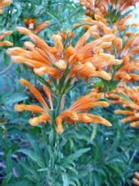 Fotografia da espécie Leonotis leonurus