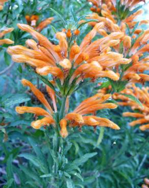 Fotografia 8 da espécie Leonotis leonurus no Jardim Botânico UTAD