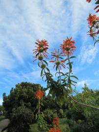 Fotografia da espécie Leonotis leonurus