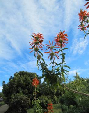 Fotografia 11 da espécie Leonotis leonurus no Jardim Botânico UTAD