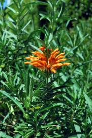 Fotografia da espécie Leonotis leonurus