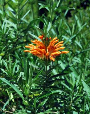 Fotografia 12 da espécie Leonotis leonurus no Jardim Botânico UTAD