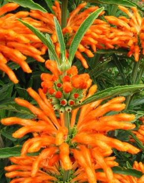 Fotografia 13 da espécie Leonotis leonurus no Jardim Botânico UTAD