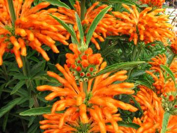 Fotografia da espécie Leonotis leonurus