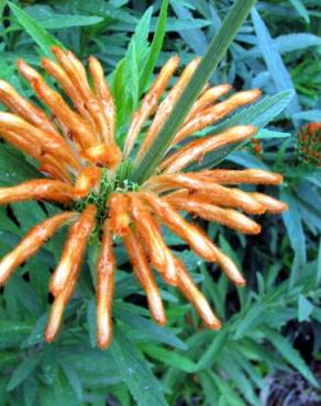 Fotografia 14 da espécie Leonotis leonurus no Jardim Botânico UTAD