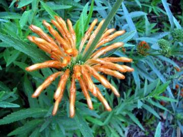 Fotografia da espécie Leonotis leonurus