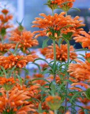 Fotografia 15 da espécie Leonotis leonurus no Jardim Botânico UTAD