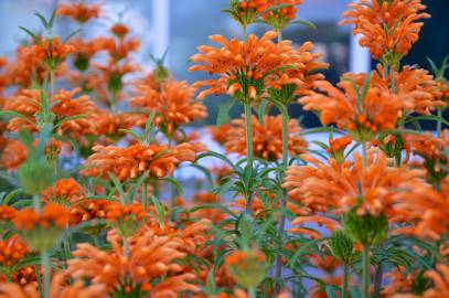 Fotografia da espécie Leonotis leonurus