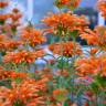 Fotografia 15 da espécie Leonotis leonurus do Jardim Botânico UTAD