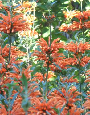 Fotografia 16 da espécie Leonotis leonurus no Jardim Botânico UTAD