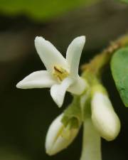 Fotografia da espécie Ligustrum obtusifolium