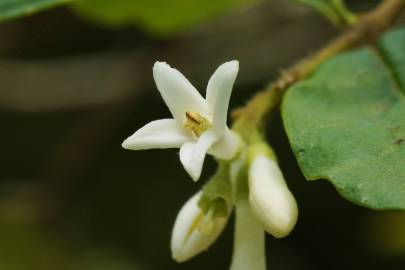 Fotografia da espécie Ligustrum obtusifolium