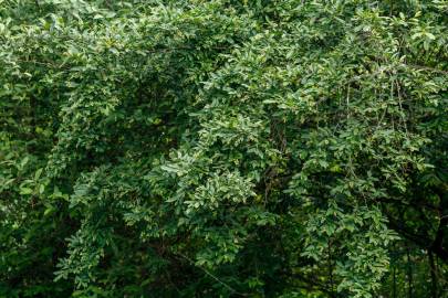 Fotografia da espécie Ligustrum obtusifolium