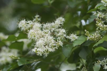 Fotografia da espécie Ligustrum obtusifolium