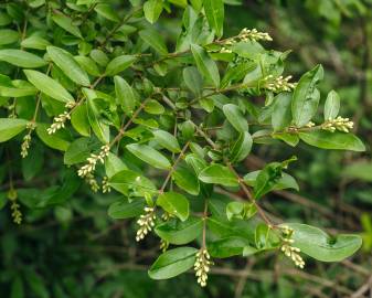 Fotografia da espécie Ligustrum obtusifolium