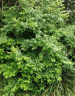 Fotografia 5 da espécie Ligustrum obtusifolium no Jardim Botânico UTAD