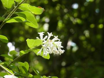 Fotografia da espécie Ligustrum obtusifolium