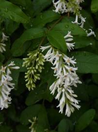 Fotografia da espécie Ligustrum obtusifolium