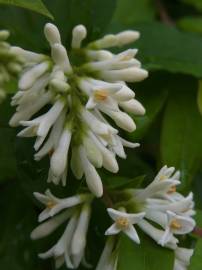 Fotografia da espécie Ligustrum obtusifolium