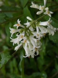 Fotografia da espécie Ligustrum obtusifolium