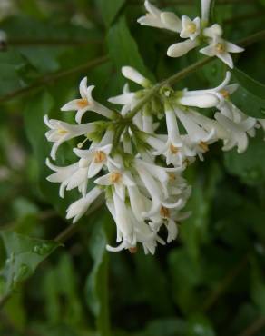 Fotografia 9 da espécie Ligustrum obtusifolium no Jardim Botânico UTAD