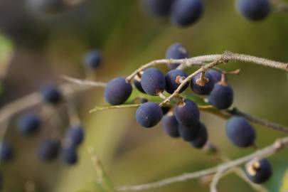 Fotografia da espécie Ligustrum obtusifolium