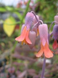 Fotografia da espécie Bryophyllum fedtschenkoi