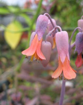 Fotografia 1 da espécie Bryophyllum fedtschenkoi no Jardim Botânico UTAD