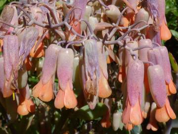 Fotografia da espécie Bryophyllum fedtschenkoi