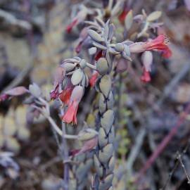 Fotografia da espécie Bryophyllum fedtschenkoi