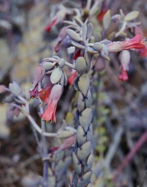 Fotografia 3 da espécie Bryophyllum fedtschenkoi no Jardim Botânico UTAD