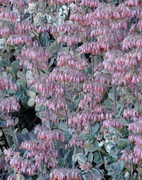 Fotografia 4 da espécie Bryophyllum fedtschenkoi no Jardim Botânico UTAD