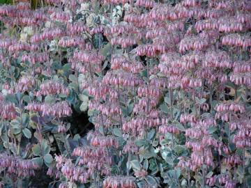 Fotografia da espécie Bryophyllum fedtschenkoi