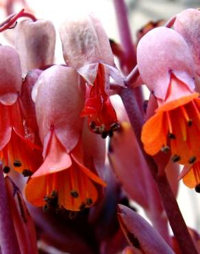 Fotografia 5 da espécie Bryophyllum fedtschenkoi no Jardim Botânico UTAD