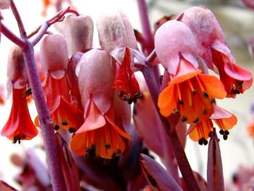 Fotografia da espécie Bryophyllum fedtschenkoi